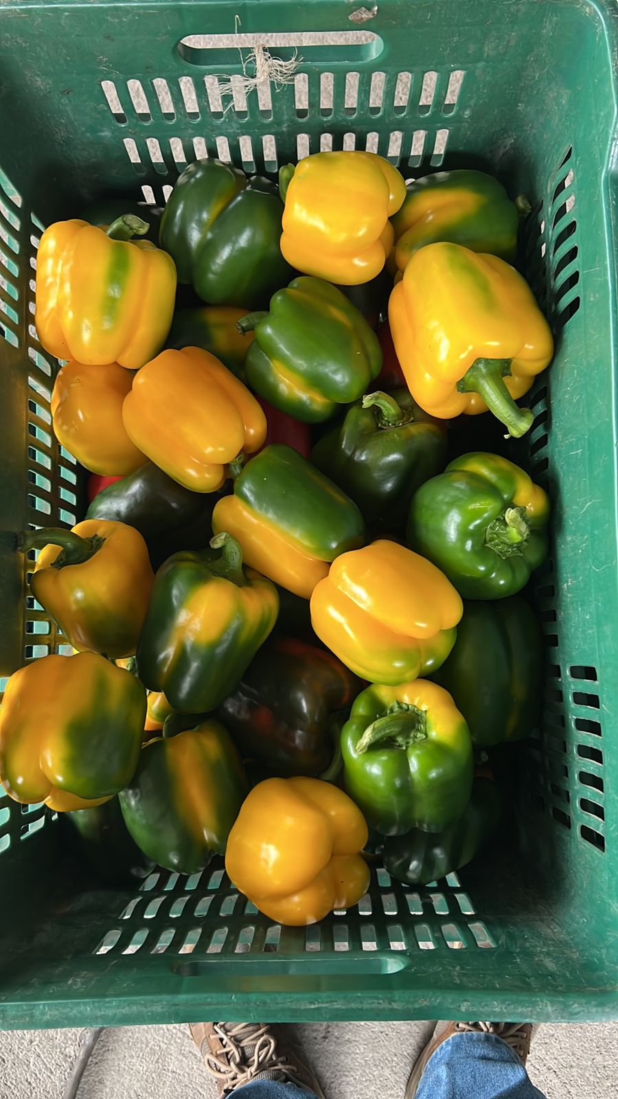 Chile Pimiento Morron Tricolor Mayoreo