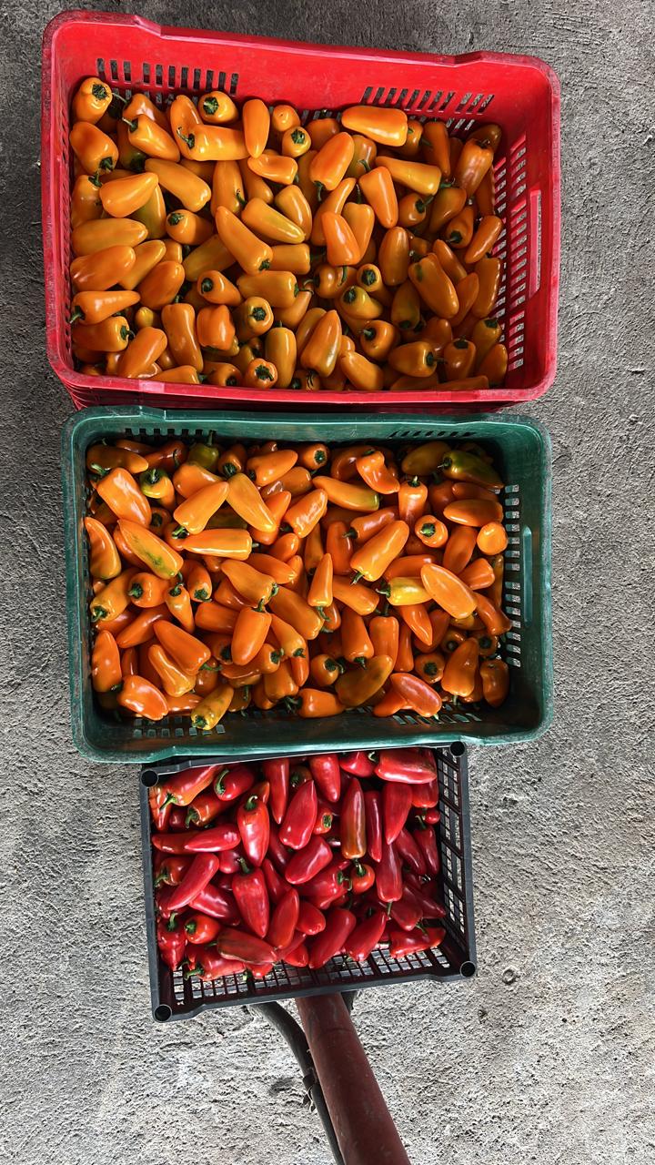 Chile Baby Bell Dulce (Mini Pimiento) Mayoreo