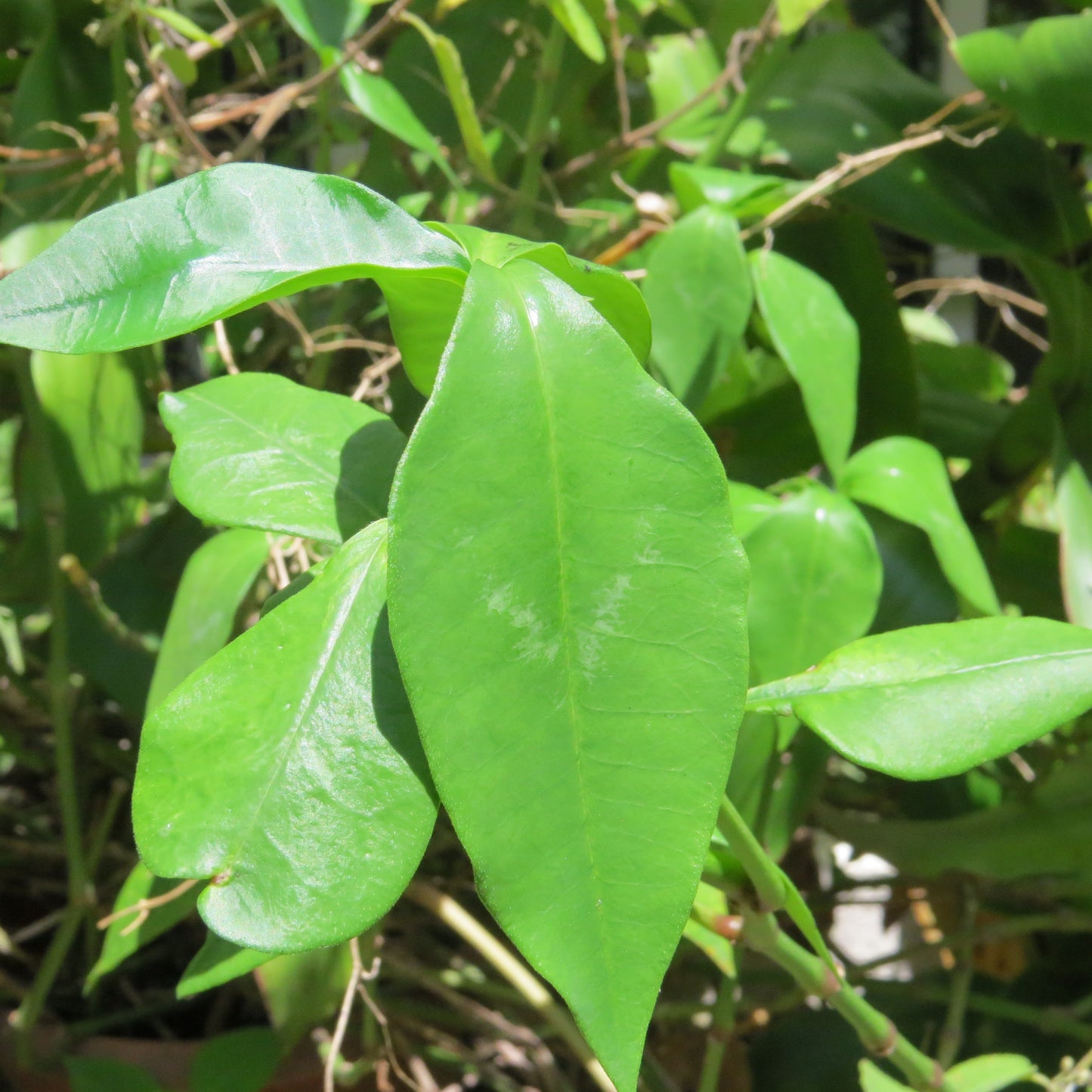 Planta IXBUT
