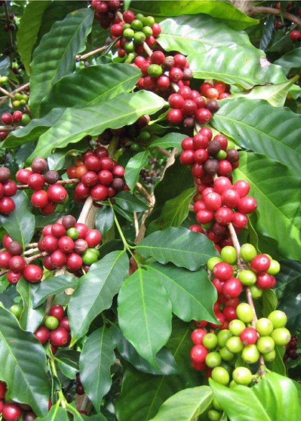 Pilon Cafe Injertado Variedades (Sarchimor, Catuai, Marsella,Catimor, Ana Café 14)