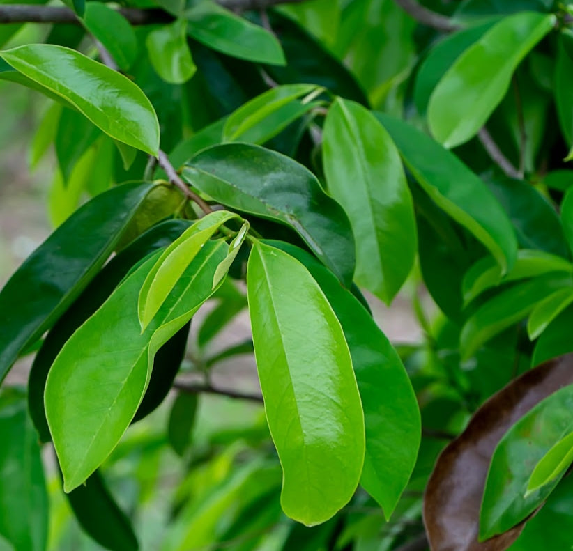 Fertilizante Orgánico Foliar para Crecimiento y Desarrollo Vegetativo para Frutales