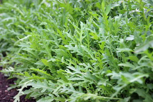 Pilón Arugula