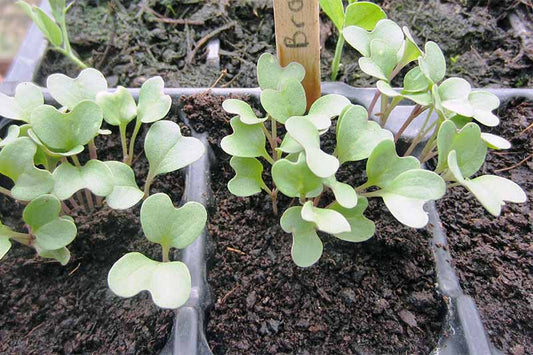 Pilón Broccoli