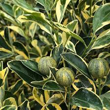 Pilón Calamondin