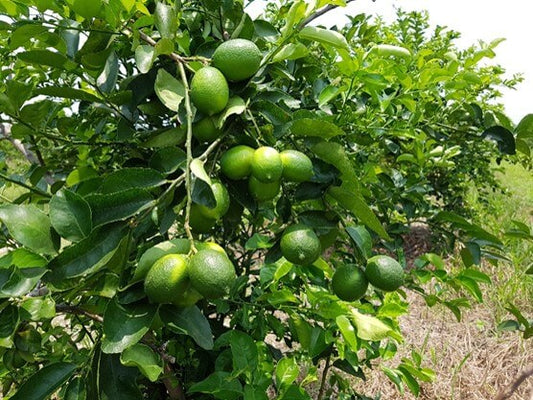 Pilon Limon Persa (Injerto o Acodo)