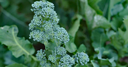 Pilón Broccolini