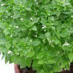 Pilón Albahaca Italiana (En Bolsa y Sustrato)