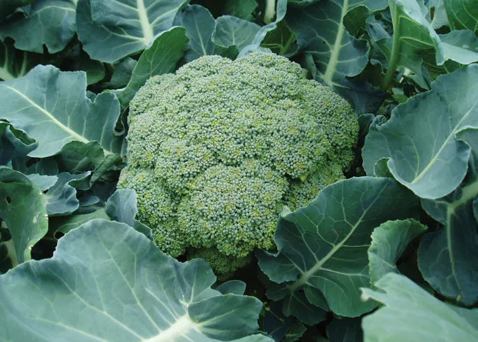 Semilla Brocolli Master F1 Sobre 5,000 Semillas