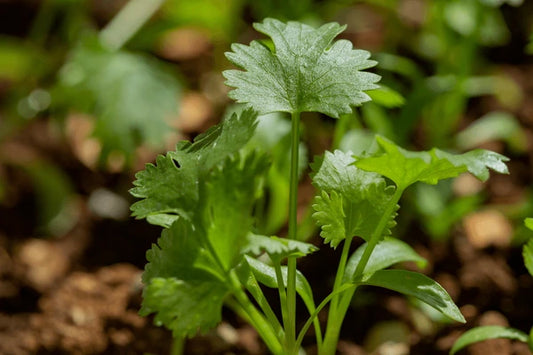 Pilón  de Cilantro en Bolsa