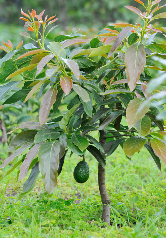 Pilón Aguacate Hass