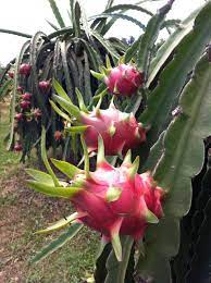 Pilón de Pitaya Roja