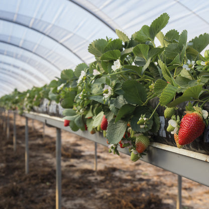 Fertilizante Orgánico Foliar para Crecimiento y Desarrollo Vegetativo de FRESAS