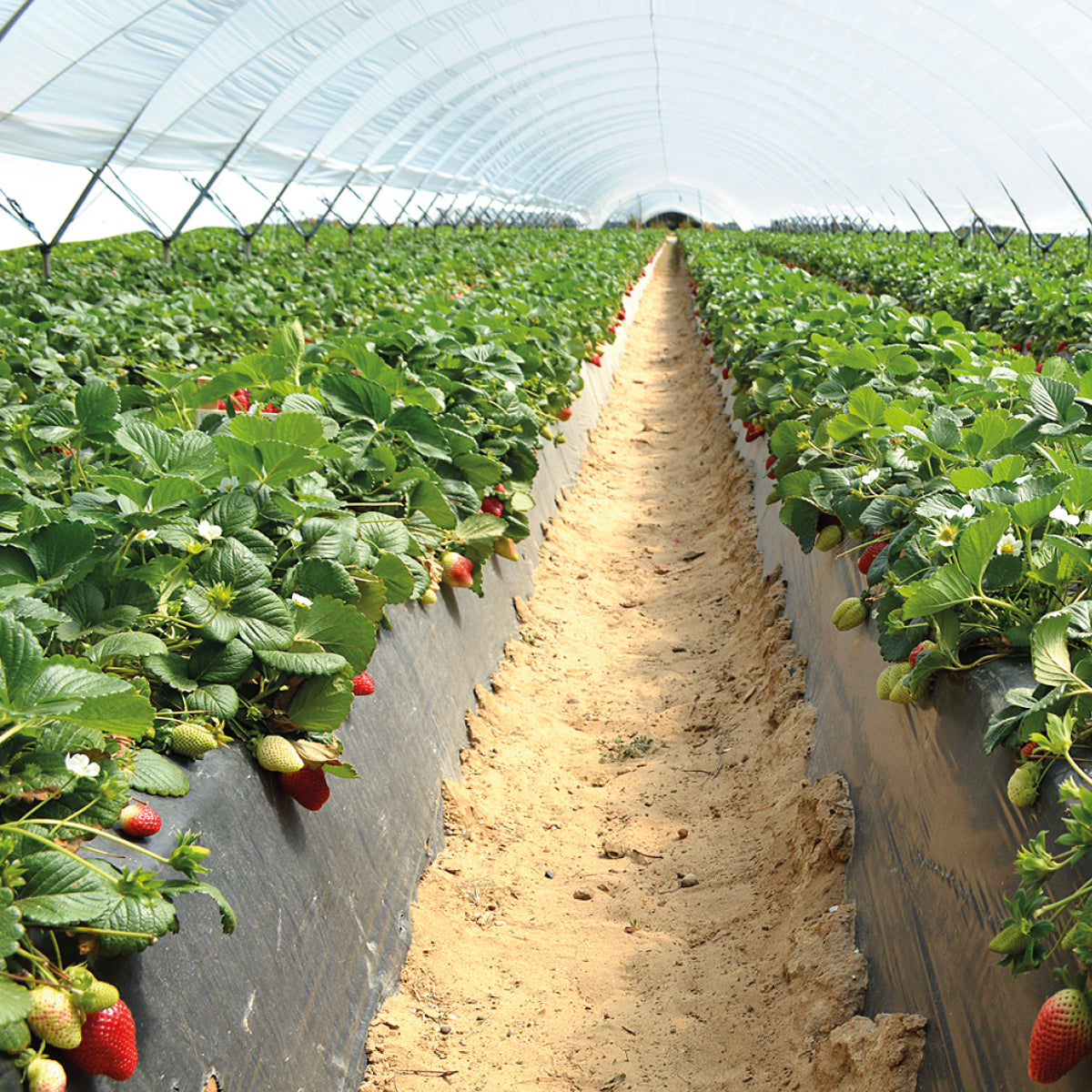 Fertilizante Orgánico Foliar para Crecimiento y Desarrollo Vegetativo de FRESAS