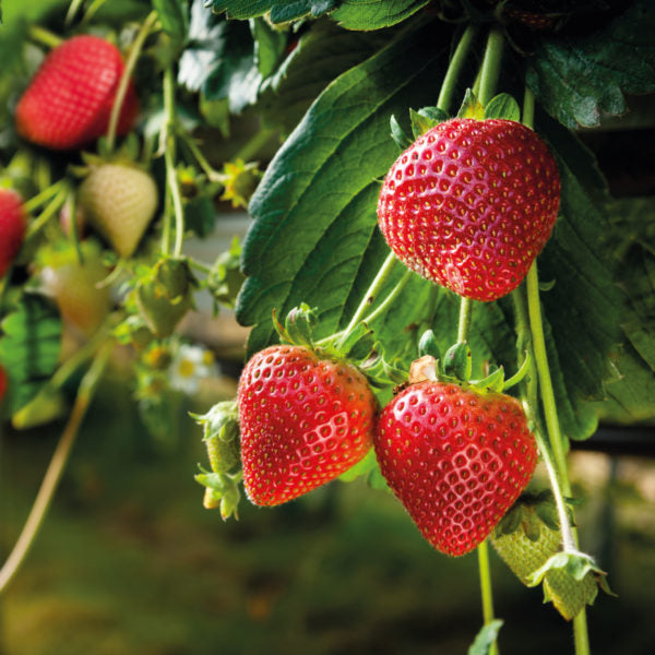 Fertilizante Orgánico Foliar para Floración y Fructificación de FRESAS