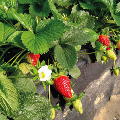 Fertilizante Orgánico Foliar para Floración y Fructificación de FRESAS