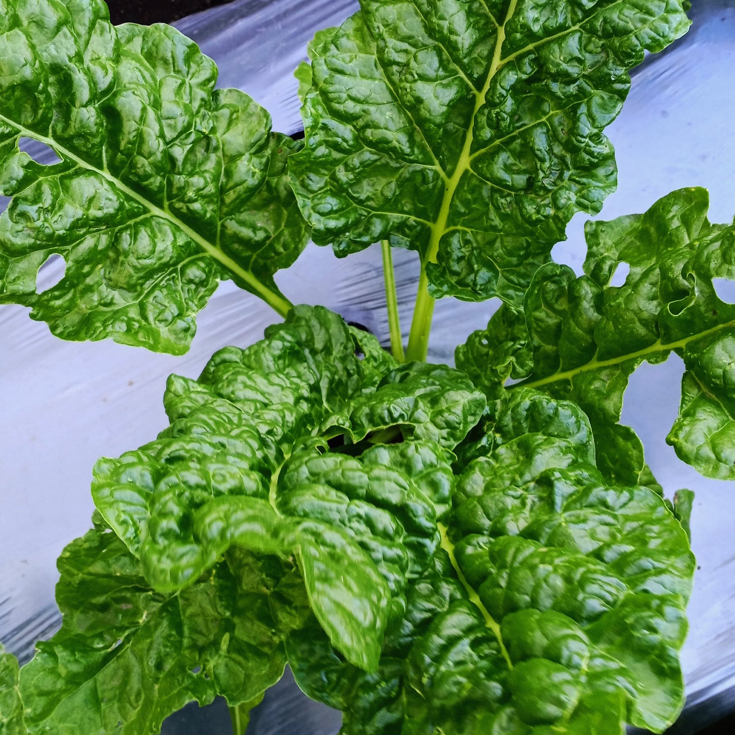 Fertilizante Orgánico Foliar para Crecimiento y Desarrollo Vegetativo de Huertos