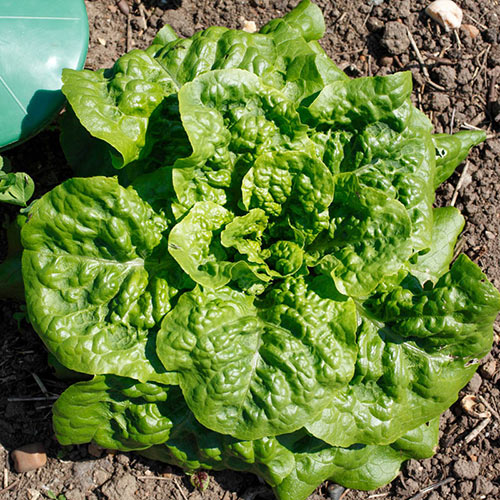 Lechuga ButterCrunch Orgánica 8 Onzas