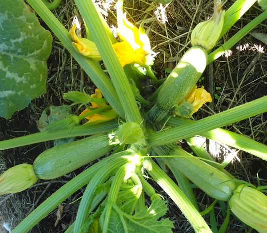 Semilla Zuchini Caserta 1 LB