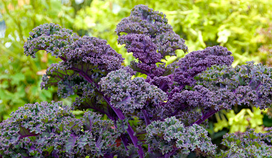 Kale Ruso Rojo Manojo 8 Onzas