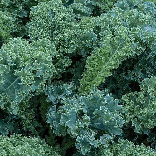 Kale Verde Organico 8 Onzas