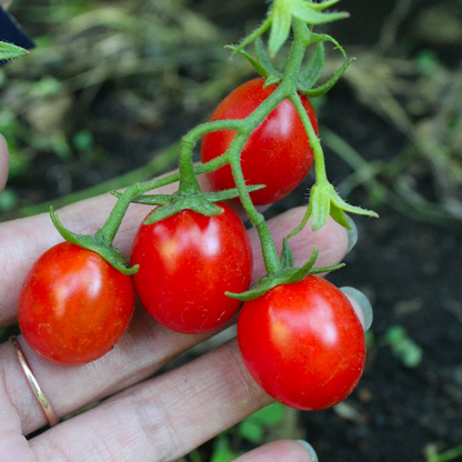 Fertilizante Orgánico Foliar para Floración y Fructificación de Hortalizas